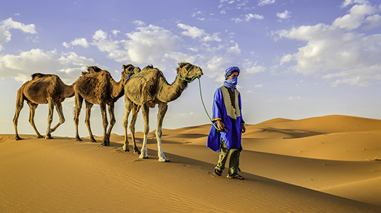 Tuareg with camels, Morrocco
