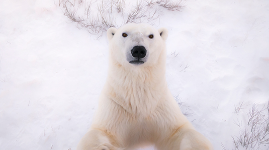 CAA Polar Bear Getaway tour