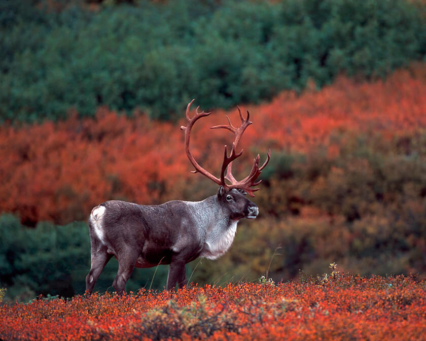 Caribou in Denali National Park