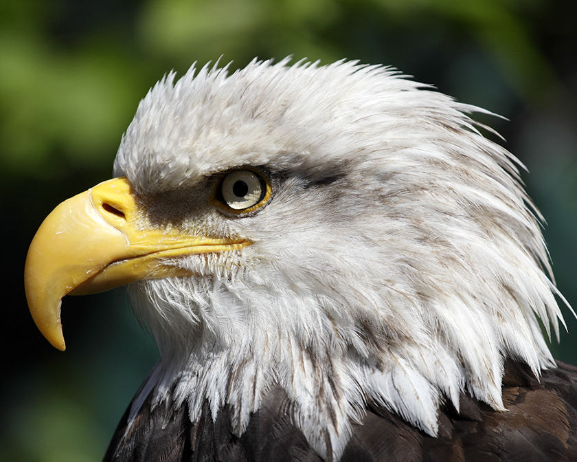 Bald Eagle in Ketchikan, Alaska