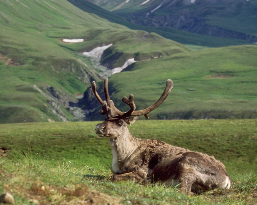 Caribou sitting in a field
