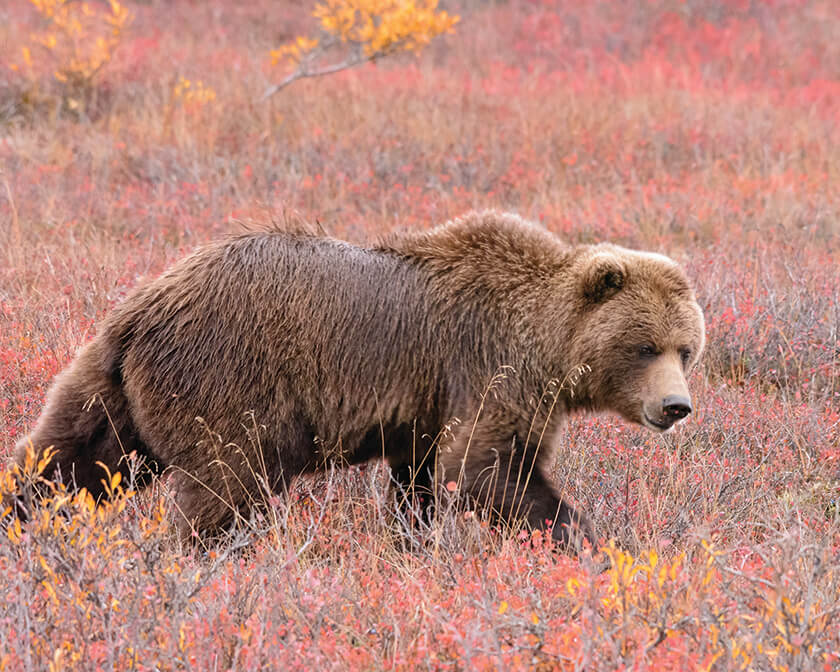 Brown bear