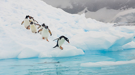 Penguins playing on ice.