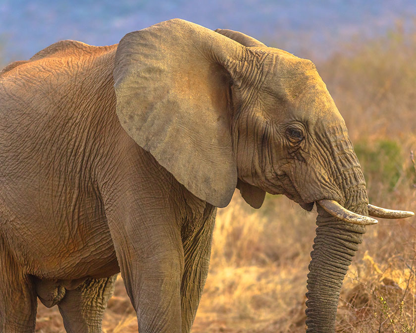 Elephant Madikwe Game Reserve.