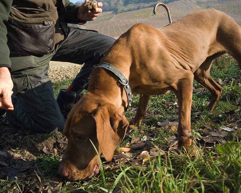 Dog truffle hunting in Italy
