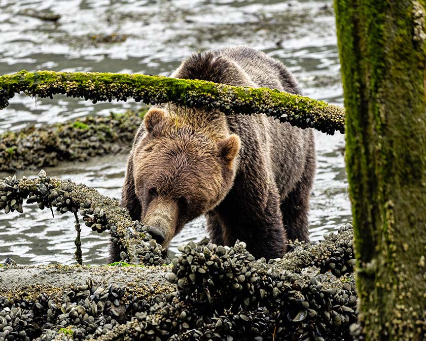 Brown bear in the Campbell River