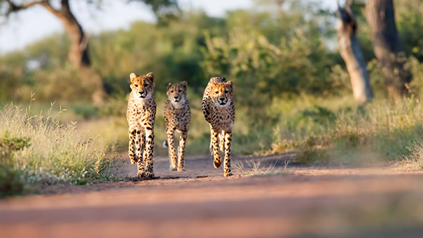 Kruger, South Africa