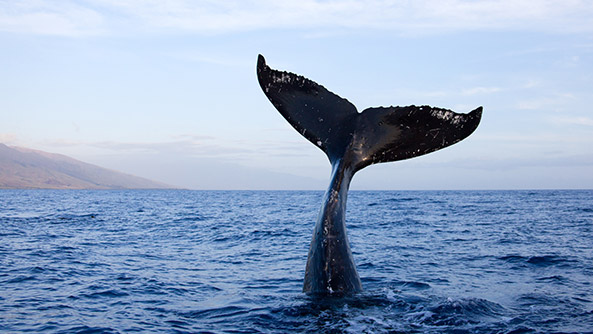 Humpback whales, Maui Hawaii