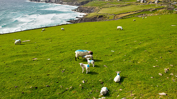 Sheep grazing, Slea Head Ireland