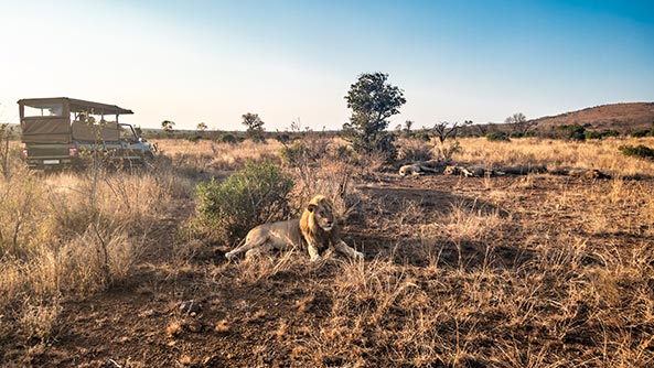 Safari in Kruger National Park
