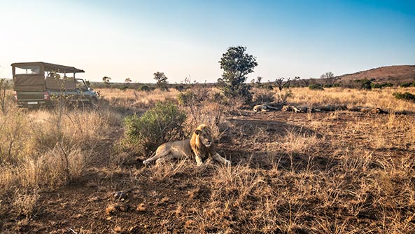 Safari in Kruger National Park
