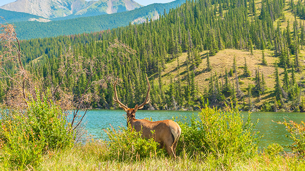 Jasper, Alberta, Canada