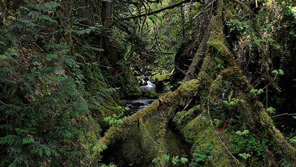 Forest and a stream within Goldstream Provincial Park, Vancouver Island, British Columbia