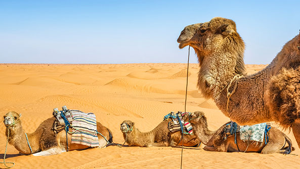 Camels resting in the Sahara Desert