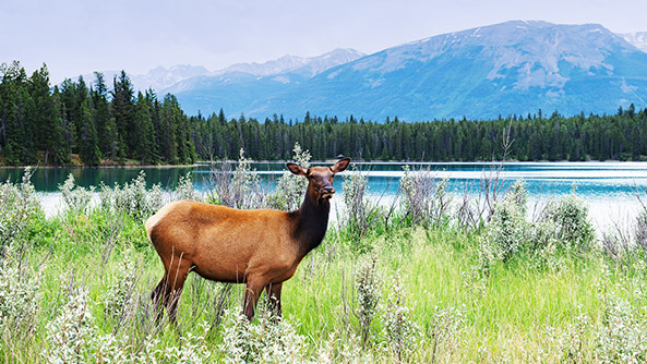 Jasper National Park