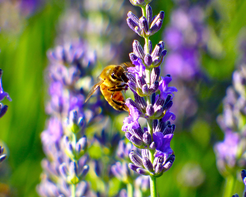 Bee on a flower