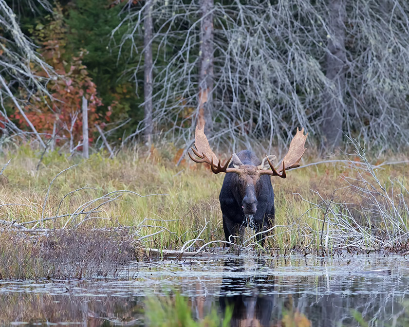 Moose