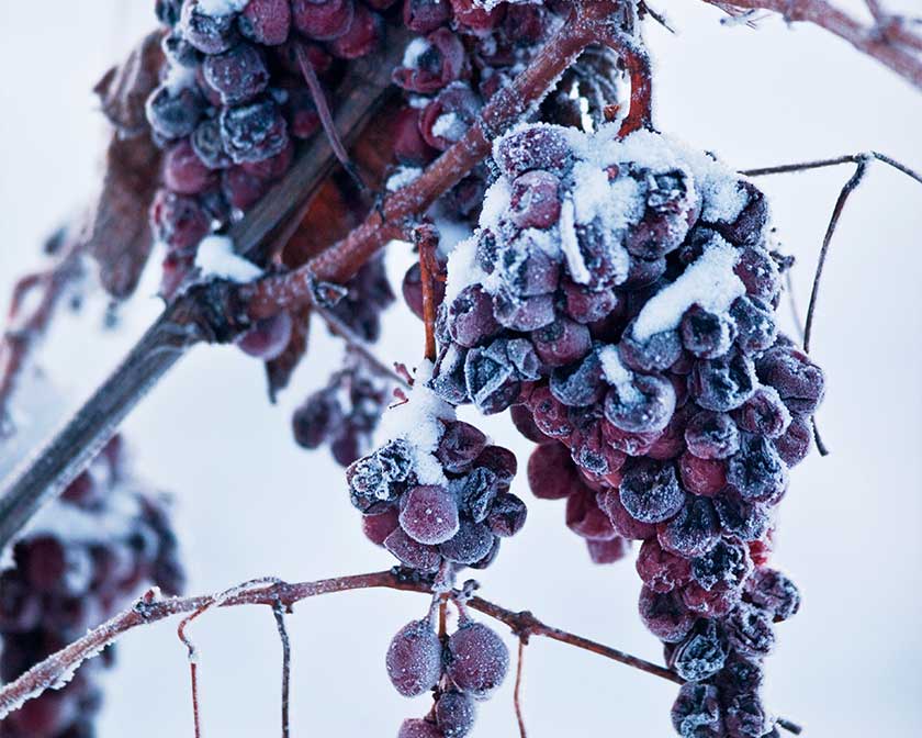 Ice wine grapes