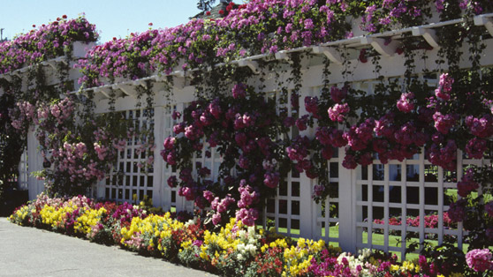 Butchart Gardens