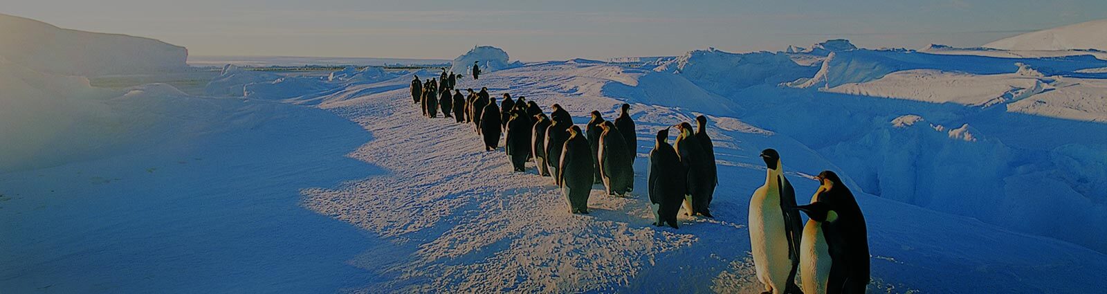 Emperor Penguins marching, Antarctica.