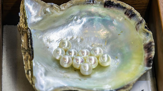 Oyster pearls