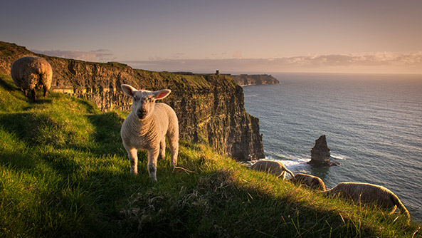 Sheeps on cliffs, Liscannor Ireland